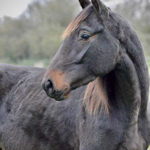 Photo de profil miraculous trotteur français